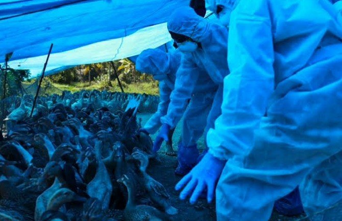 Dampak Wabah Flu Burung di AS, Permintaan Import Telur Ayam Turkiye Meningkatkan 