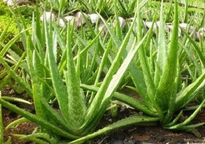 Tembus ke Turkiye, Ternyata Lidah Buaya dari Jakarta Diolah Jadi Makanan-Herbal 